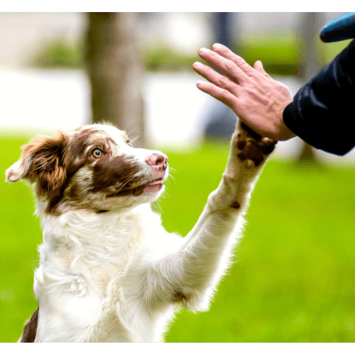 5 Secrets to Finding Your Perfect Pet