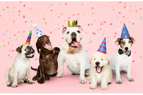 Pet Holidays You Should Know About