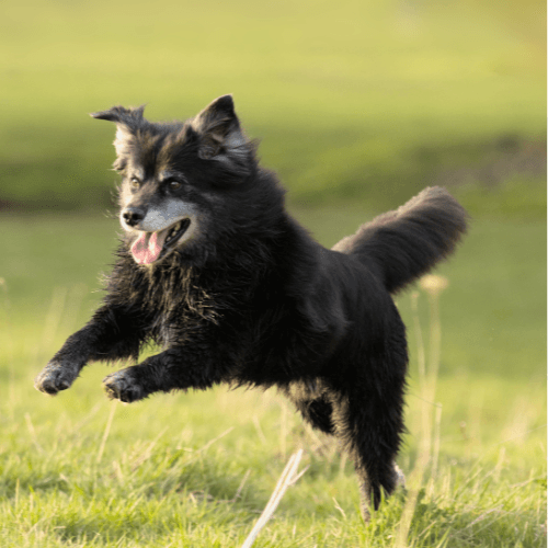 Why a Senior Dog Might Be Your Best Match