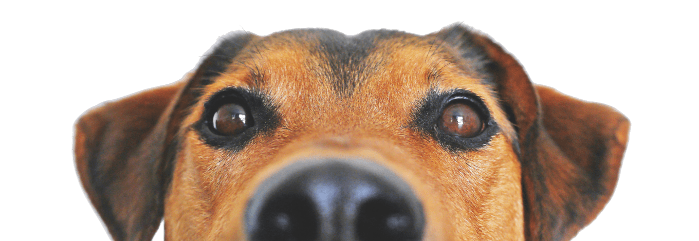 Curious dog looking up