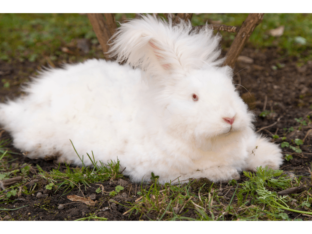 Angora Rabbit