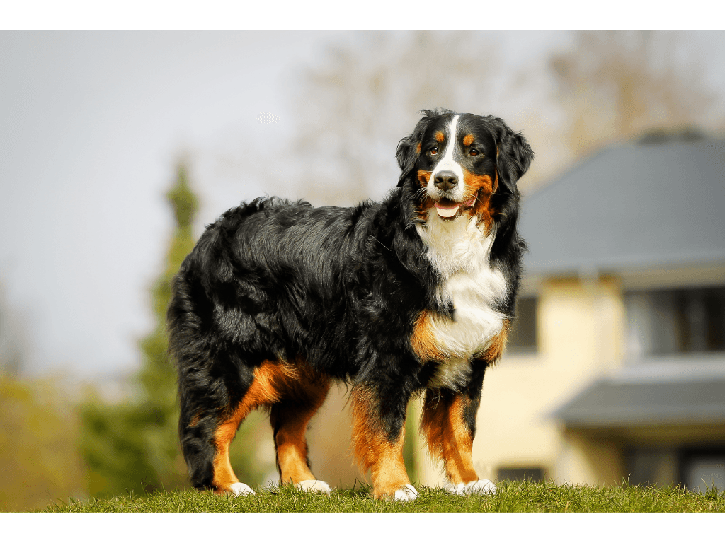 Bernese Mountain Dog