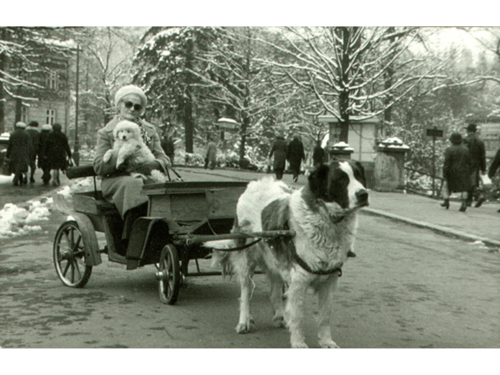 Dog pulling a small cart