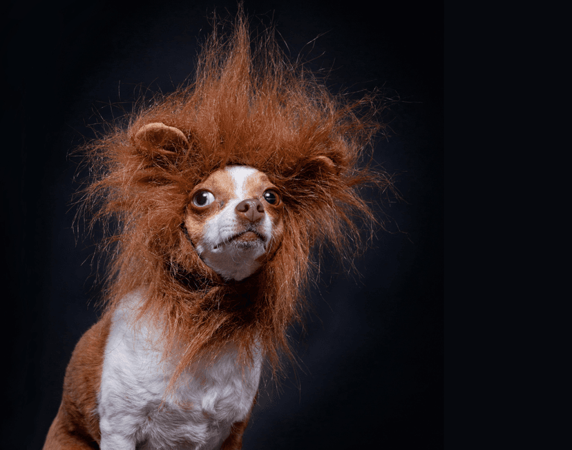 Top 8 Floofiest Pets