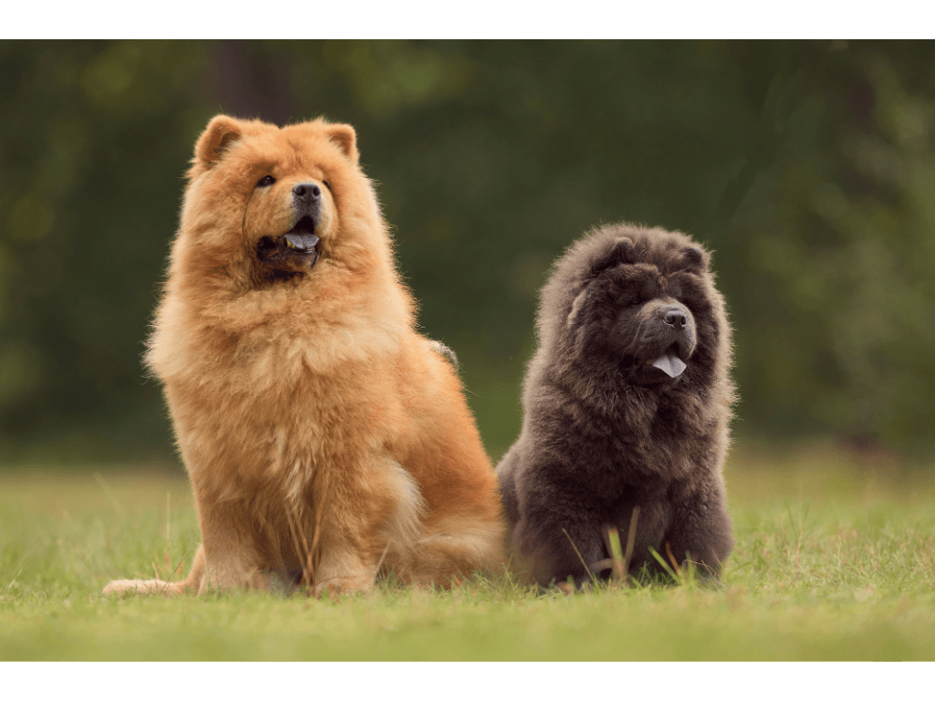 Chow Chow Dog