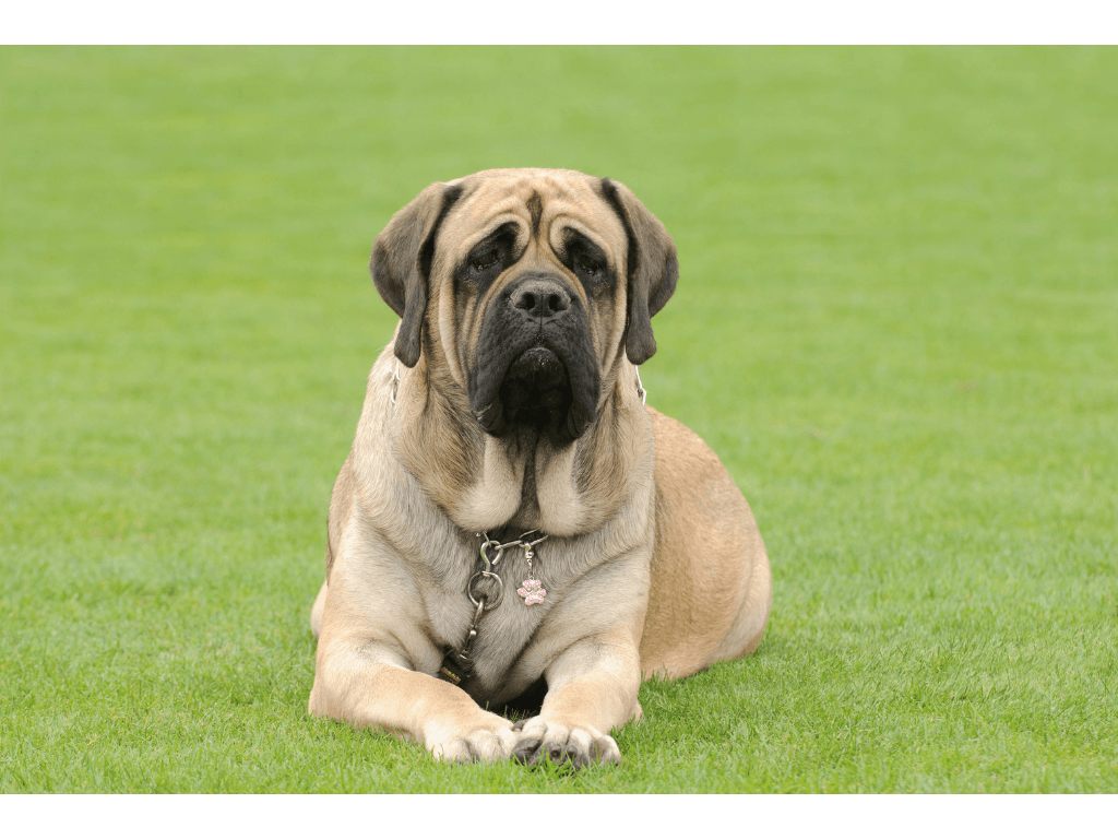 English Mastiff