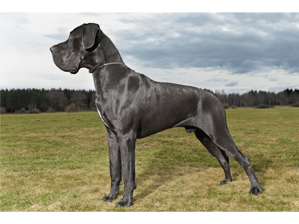 Great Dane