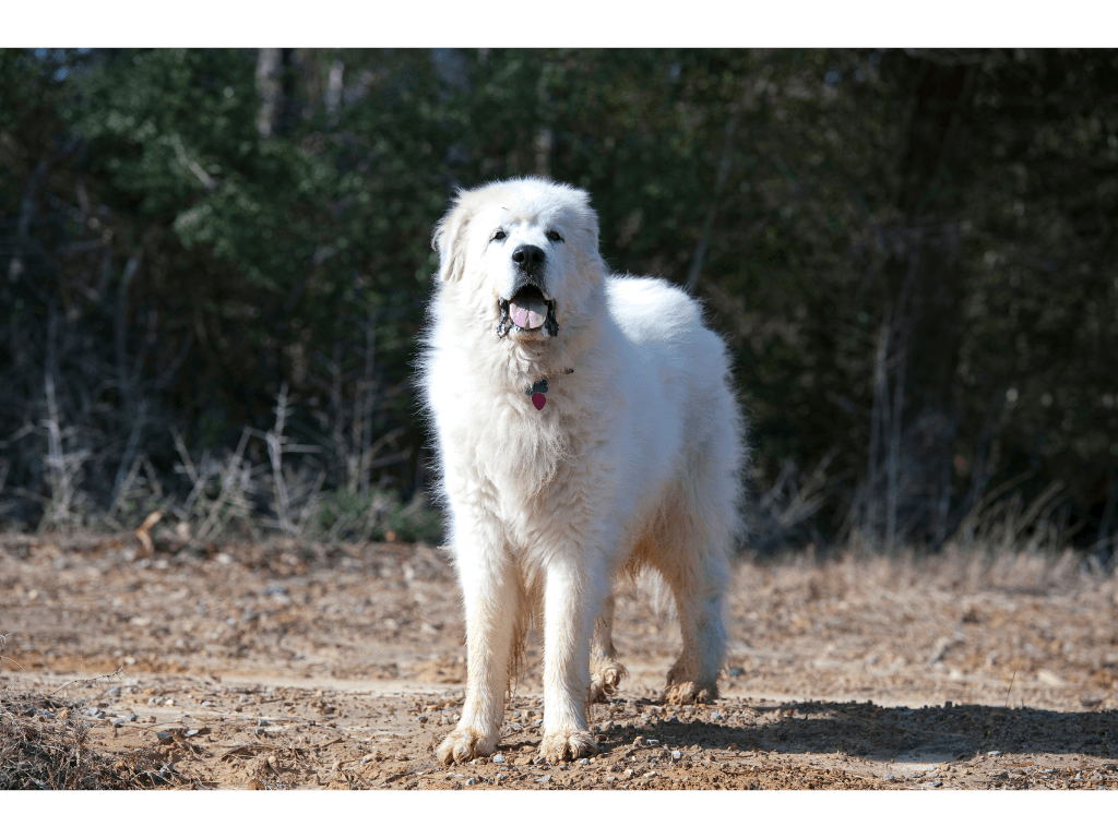 Great Pyrenees