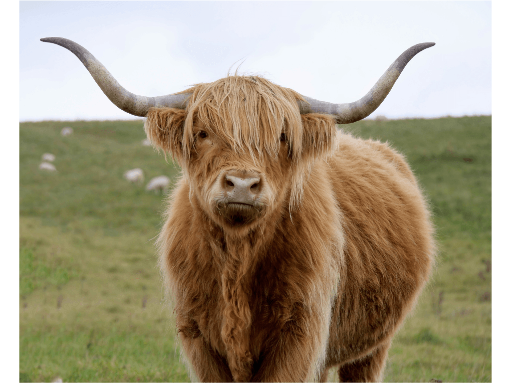 Highland Cow