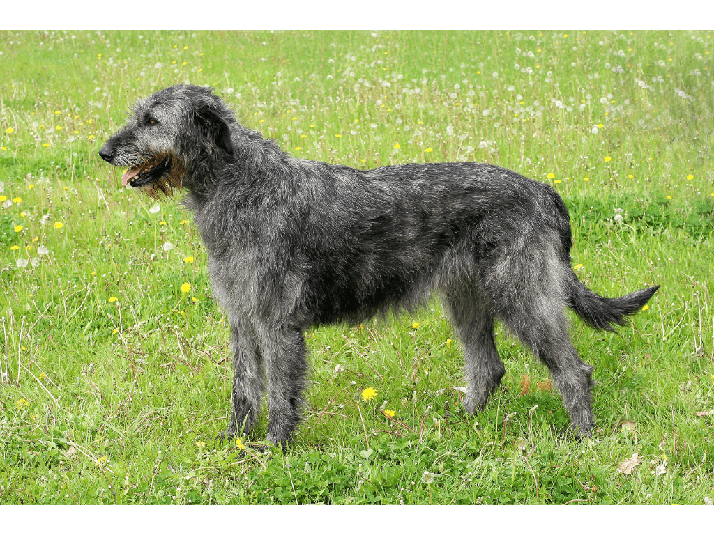 Irish Wolfhound