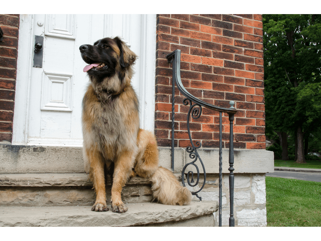 Leonberger