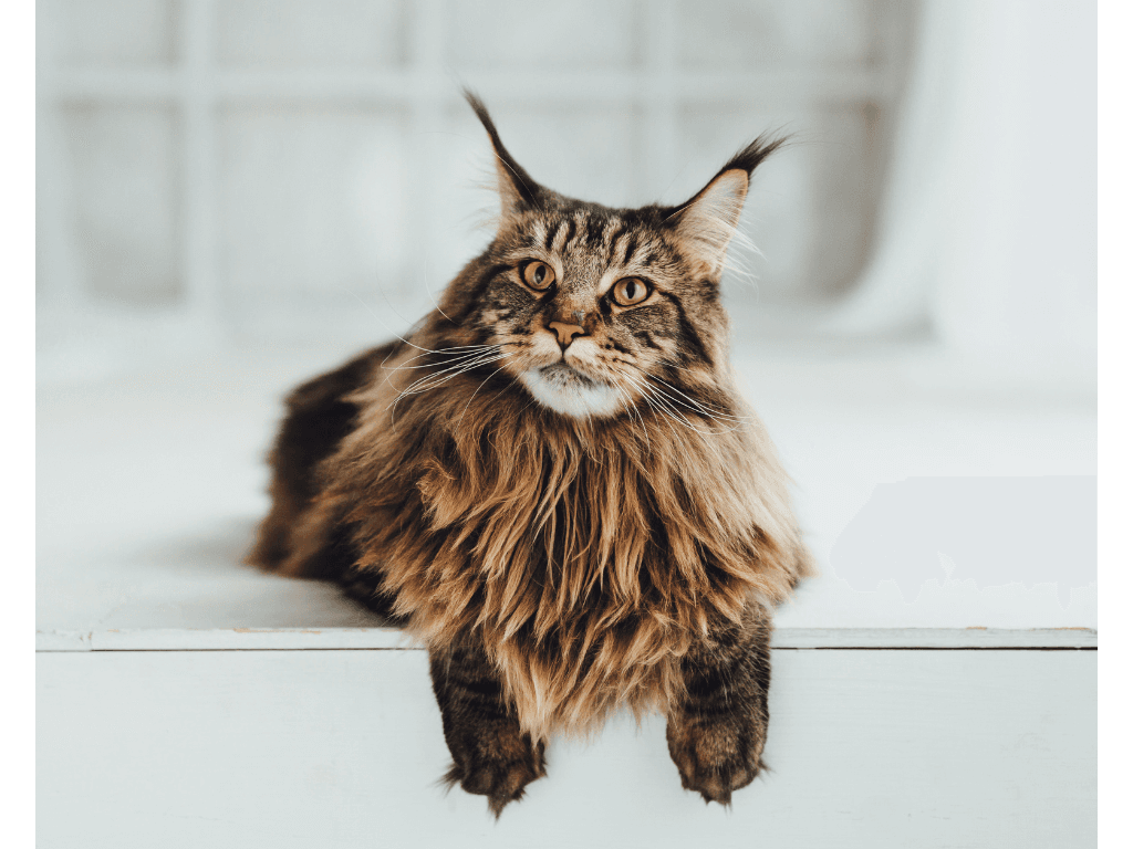 Maine Coon Cat