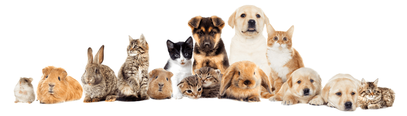 What is the Best Pet For You?