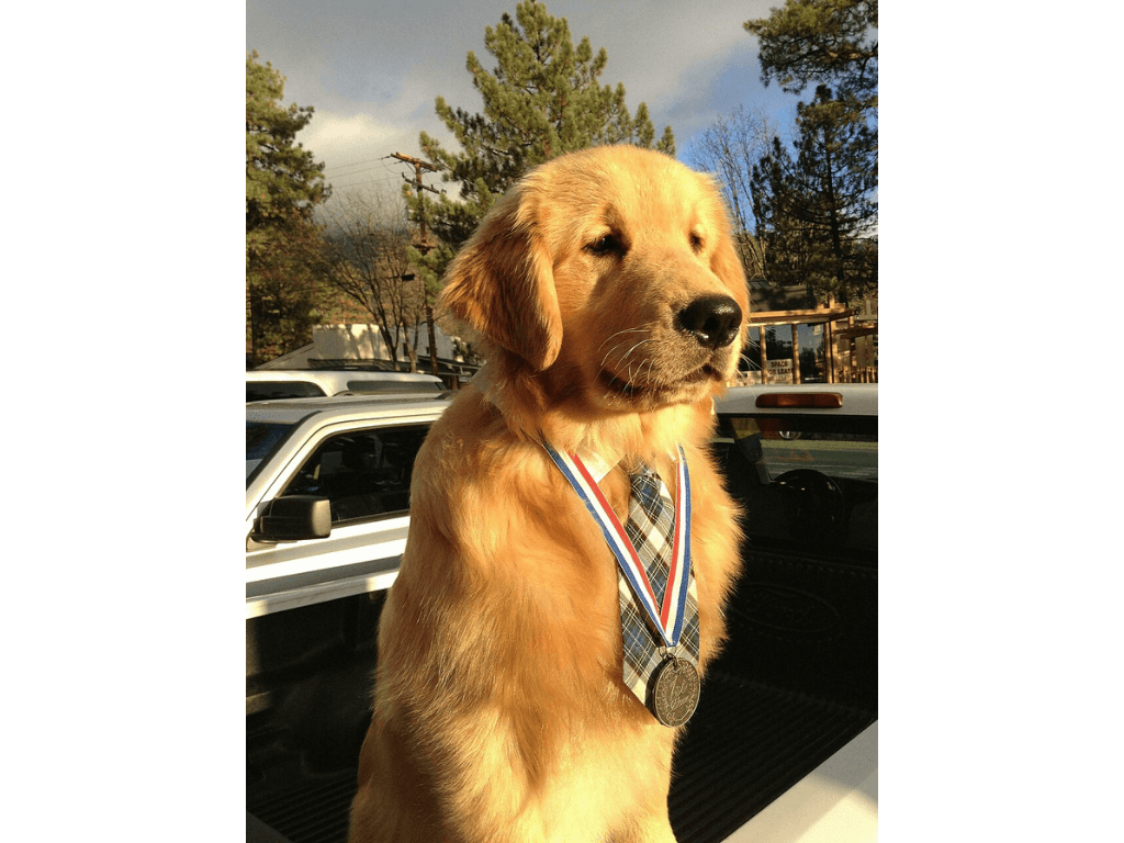 Dog dressed as Mayor