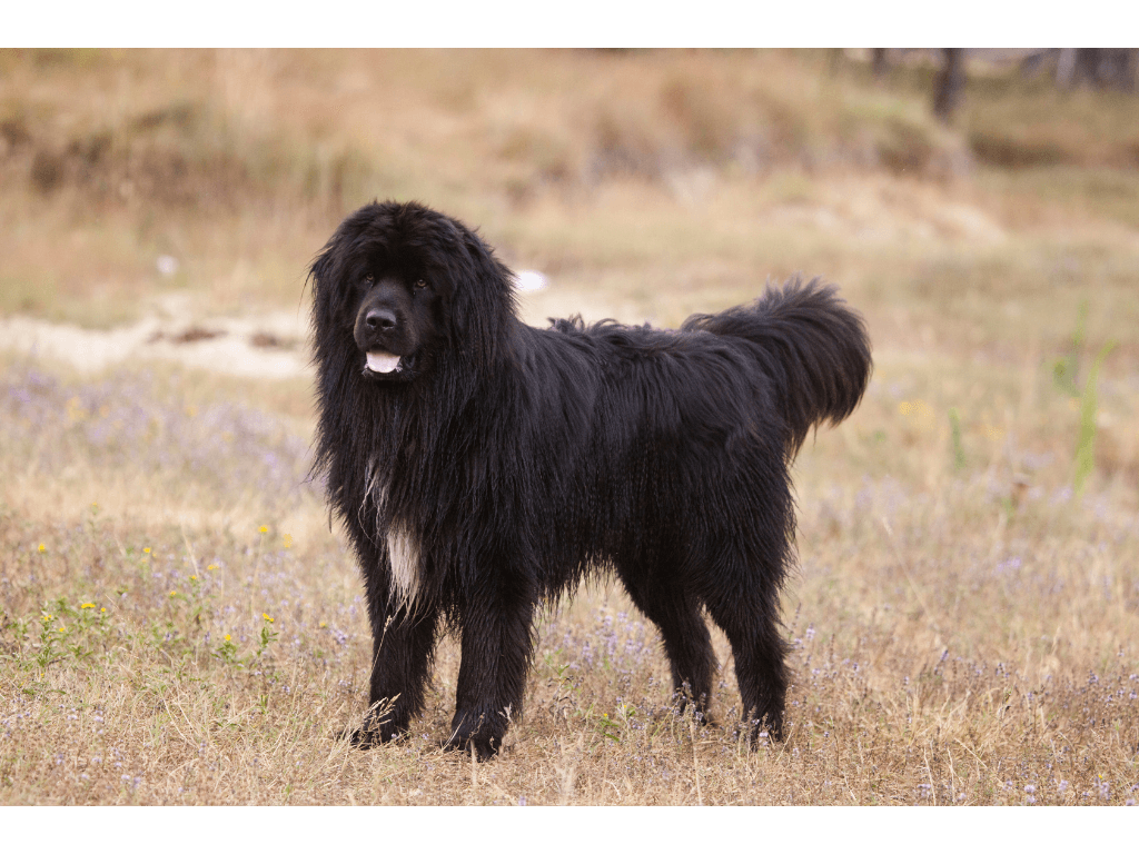 Newfoundland Dog