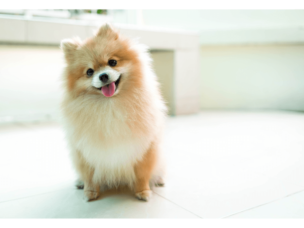 Pomeranian Dog