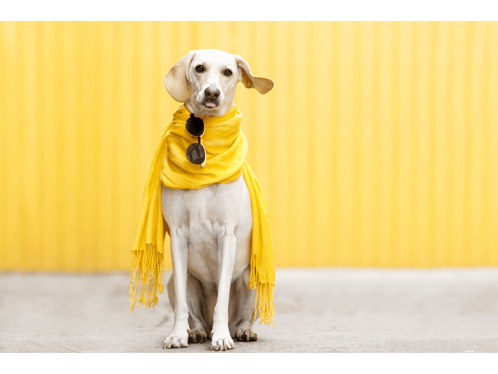 Dog walking down runway