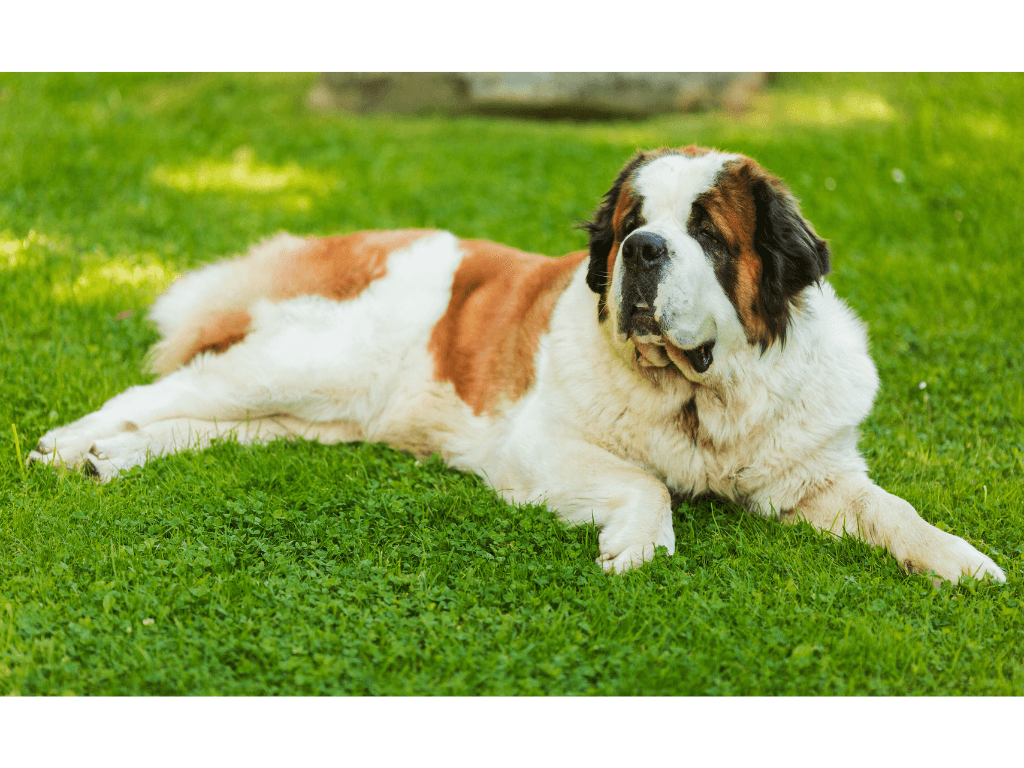 Saint Bernard