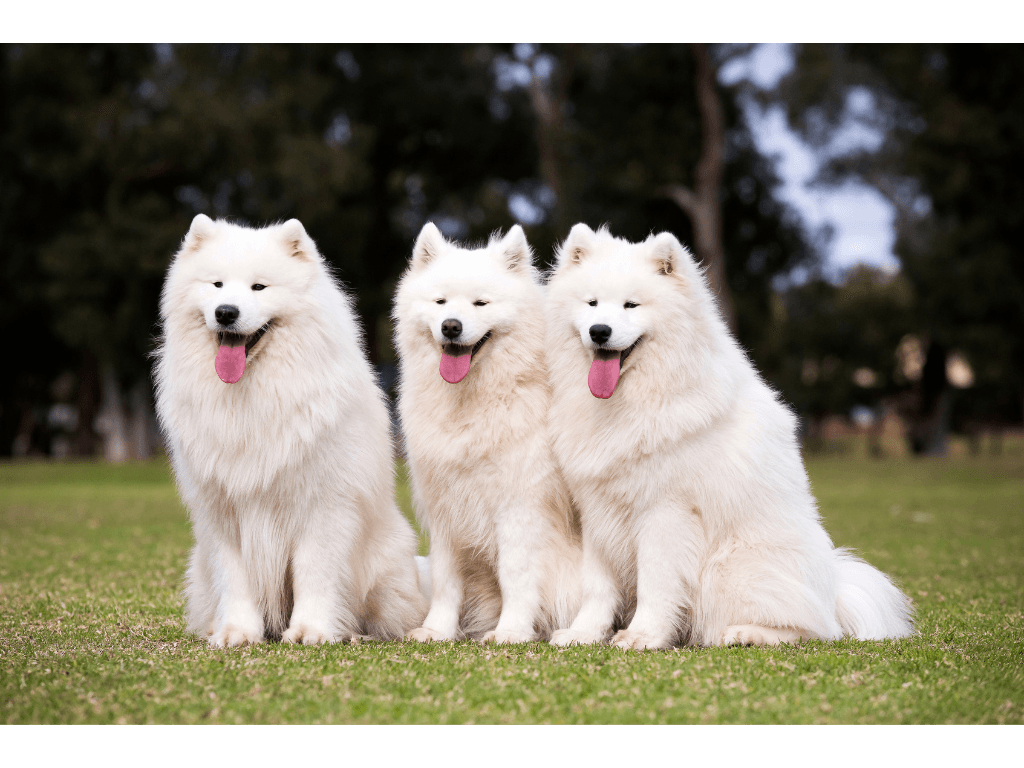 Samoyed dog