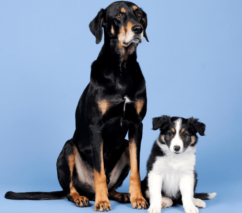 Top 10 BIGGEST Dog Breeds