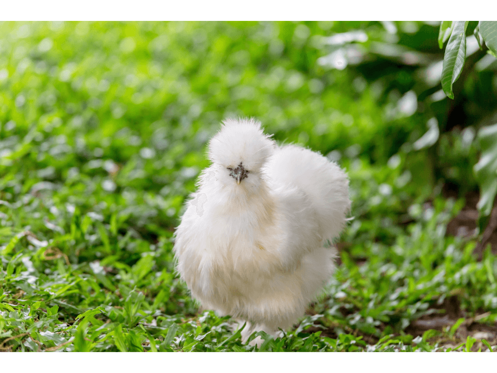 Silkie Chicken