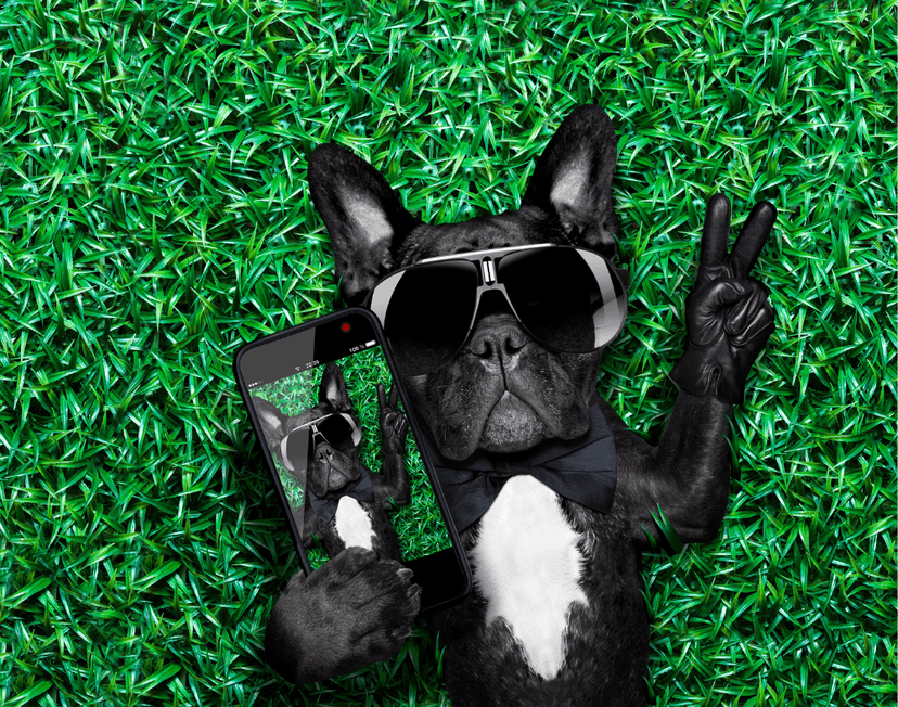 Unique Jobs Dogs Can Do