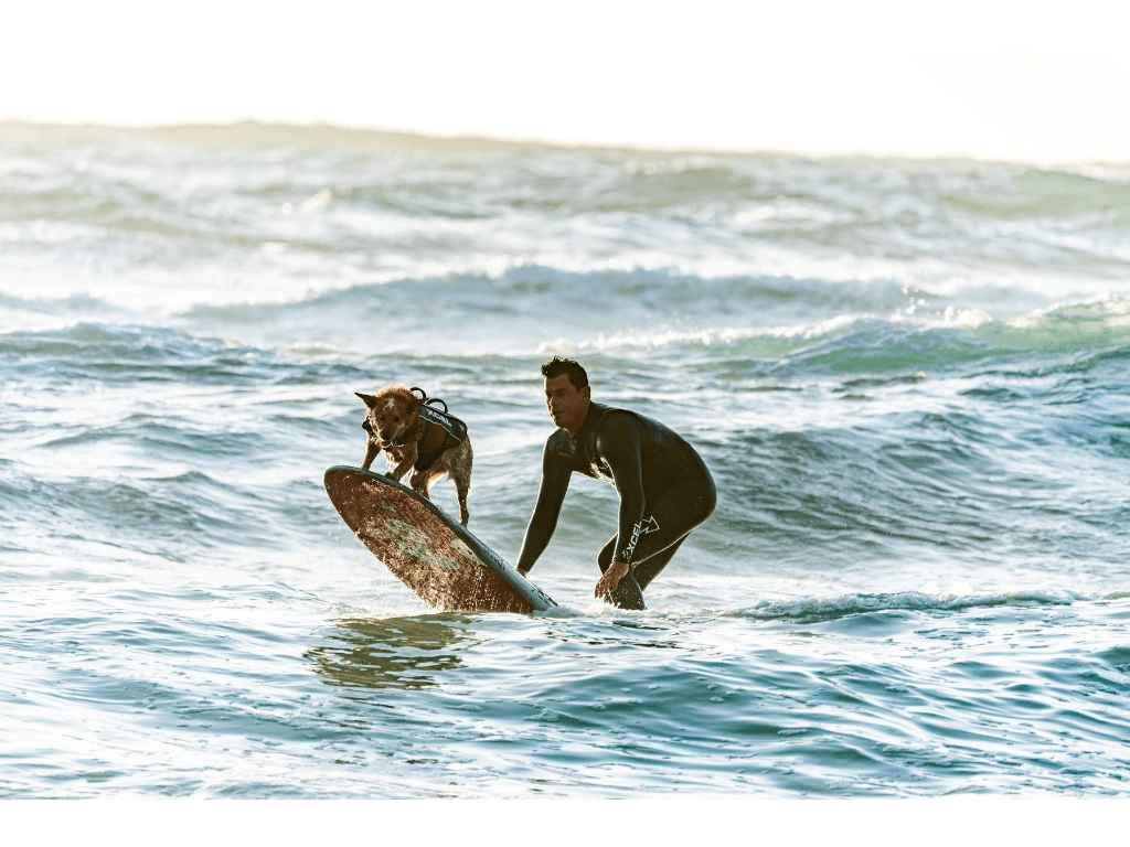 Dog surfing on a wave