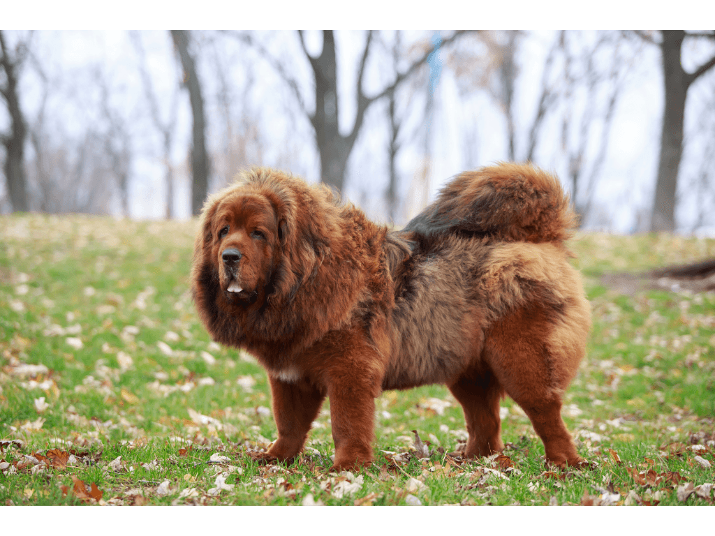 Tibetan Mastiff