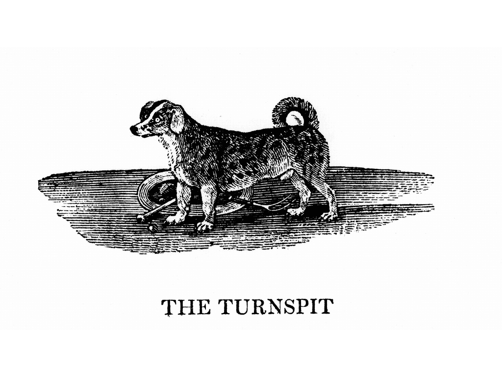 Historic drawing of a turnspit dog